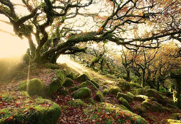 Древний лес Уистман, Англия.