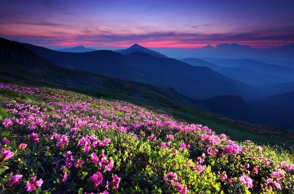 Цветущие склоны Карпат, Украина.