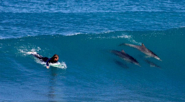 Серфер Эндрю Брукс в сопровождении дельфинов, Австралия. 