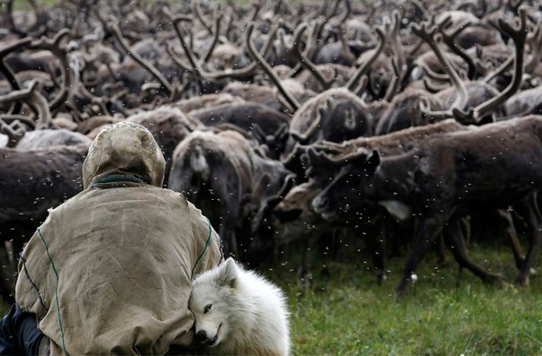 Мужчина из племени ненцев следит за стадом оленей. Его верный друг — самоедская лайка — помогает в этом непростом занятии. 