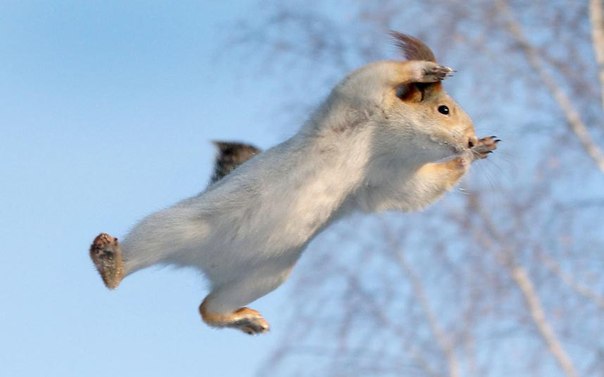 Белка-супергерой: Эта бесстрашная рыжая белка была сфотографирована фотографом Андреем Черных из России во время прыжка, демонстрирующего фигуру высшего пилотажа при перелете от дерева к дереву.