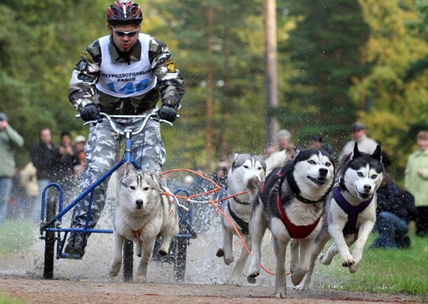 Счастливый обладатель команды сибирских маламутов мчится на своем транспортном средстве во время летних собачих гонок на упряжках недалеко от Санкт-Петербурга, Россия. 