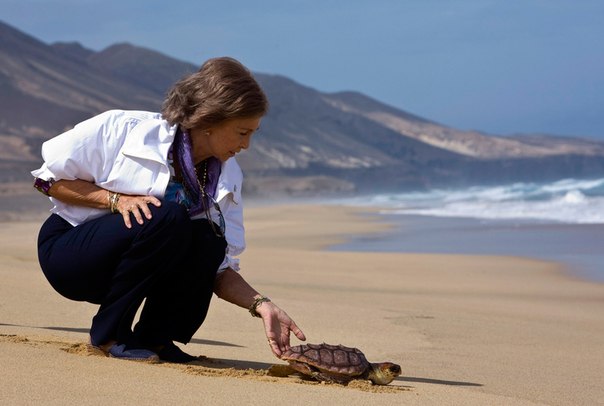 Королева Испании София отпускает морскую черепаху в море на пляже к югу от канарского острова Фуэртевентура. Проект по сохранению морских черепах направлен на возобновление популяции этого вида, который исчез с Канарских островов более 300 лет назад. Фото: Borja Suarez