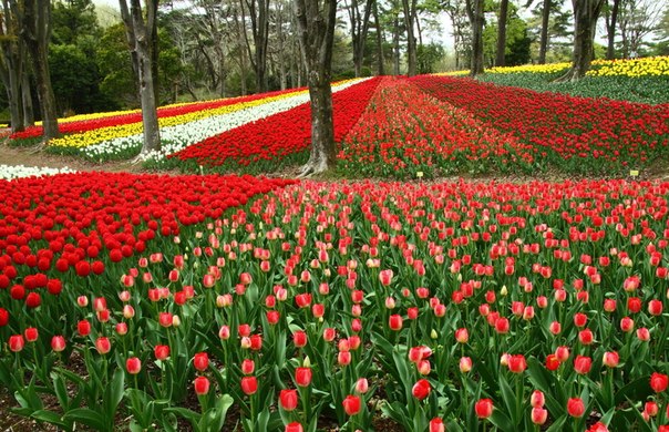 Кёкенхоф — всемирно известный королевский парк цветов в Нидерландах. Также известен под названием Сад Европы.
