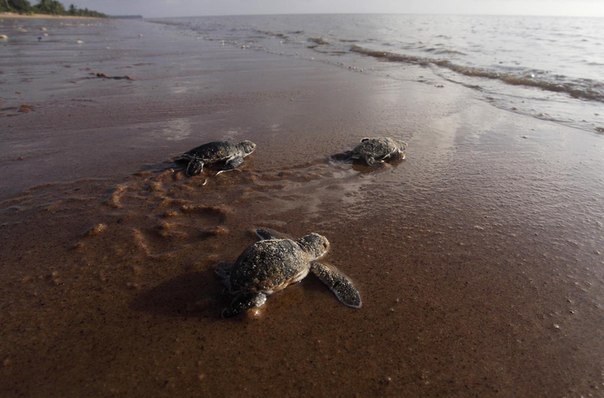 Детёныши зелёной морской черепахи ползут к линии прибоя по пляжу в округе Маровейне, Суринам.