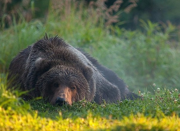 Бурый медведь на Аляске. Этот медведь был рыбалке на реке в это утро. Он поднялся на берег и лег в траву. Фотография сделана через час после восхода солнца, температура была около точки росы, и пар поднимался от его тела. 