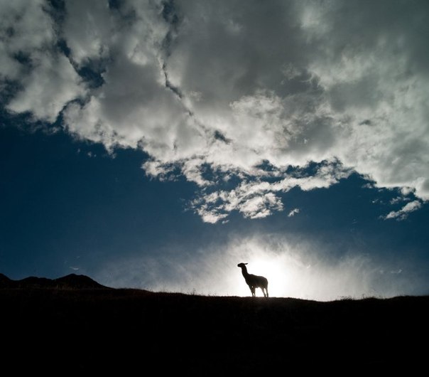 Лама стоит на вершине холма, а солнце садится за ней в Чавин-де-Уантар, Перу. 