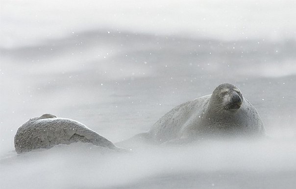 "Североатлантический тюлень хорошо себя чувствует в зимнем шторме. Было уже –1, но из-за сильного ветра становилось гораздо холоднее". 