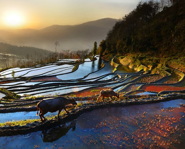 Рассвет на террасных полях округа Яньань, Китай.