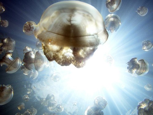 В 800 км от Филиппин расположилась республика Палау, где находится очередное чудо нашей планеты – медузное озеро. 10 миллионов медуз в одном месте, подробности и видео можно посмотреть здесь: vk.cc/Tr9or