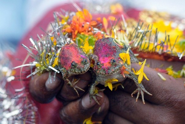 Свадьба двух лягушек. Ее устраивают индуисты в Нагпуре, Индия, чтобы угодить Богам дождя и призвать мусонные ливни.