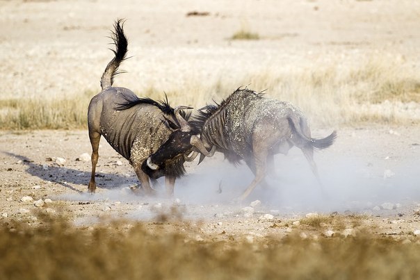 Битва самцов Полосатых гну. Национальный парк Этоша, Намибия.