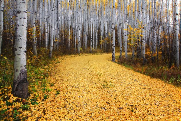 Усыпанная золотыми листьями дорога в осиновом лесу в Сноумассе, штат Колорадо.