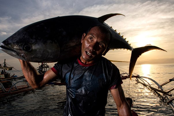 «Трудяга». Филиппинские рабочие ежедневно выгружают тонны тунца. Чаще всего рыбья туша весит больше их самих, но так эти люди зарабатывают себе на жизнь. Город Генерал-Сантос, Филиппины.