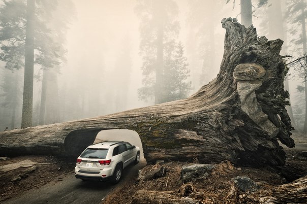 Автомобиль проезжает через туннель, прорубленный в упавшей гигантской секвойе, Национальный парк Секвойя, Калифорния.