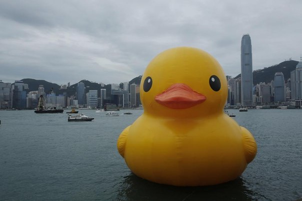 В Гонконге поселилась резиновая уточка