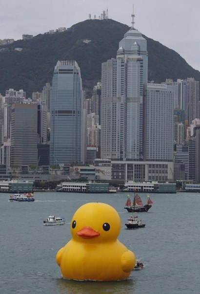 В Гонконге поселилась резиновая уточка