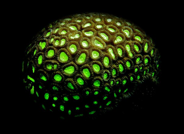 Фото, изображающее процесс фотолюминесценции коралла, Западная Папуа. 