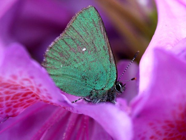 Бабочка сидит на цветке рододендрона.