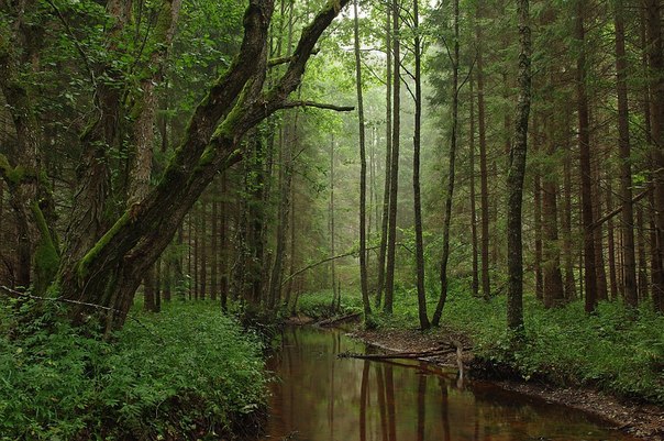 Природный парк в Эстонии. 