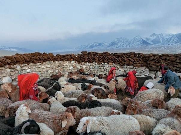Овцы, Афганистан.