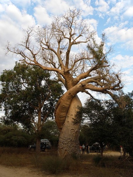 Баобаб — дерево, растущее вверх ногами