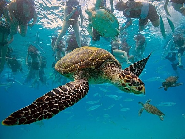 Морские черепахи и люди, Барбадос.