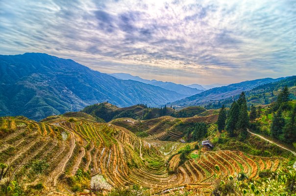 Рисовые террасы в провинции Гуанси, Китай.