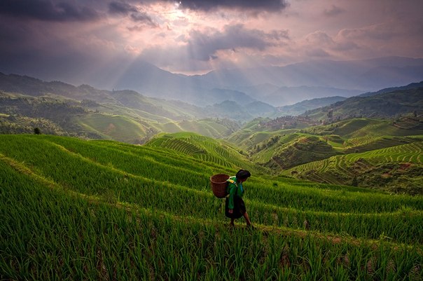 Рисовые террасы в Гуанси, Китай.