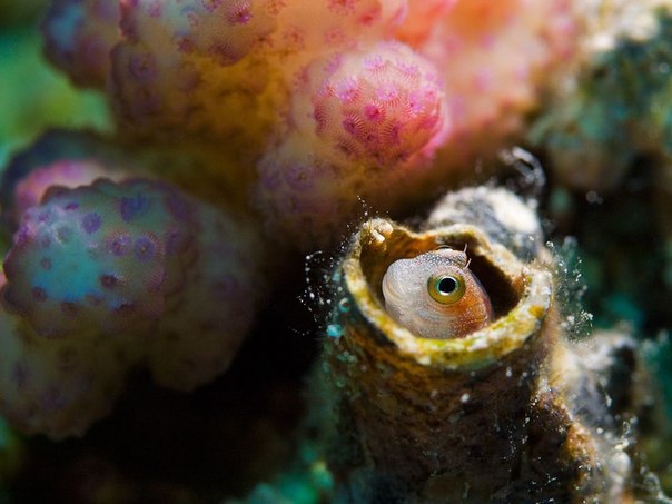 Маленькая рыбка прячется внутри коралла, Красное море, Египет.