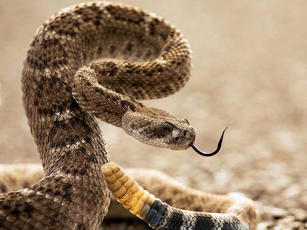 Гремучая змея принимает защитную позу в национальном парке Big Bend, США.