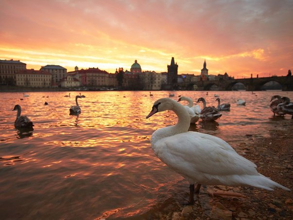 Лебеди, Прага.