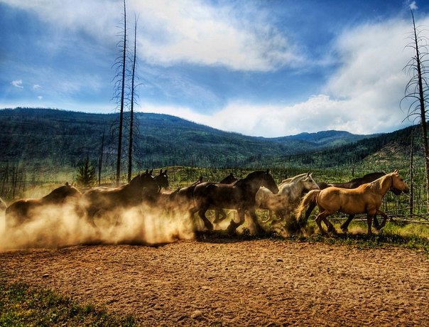 Табун диких лошадей в Национальном парке Йеллоустоун, США. 