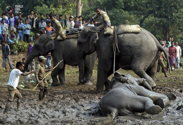 Сотрудники лесного хозяйства пытаются вытащить из грязи раненного слона в штате Ассам, Индия.