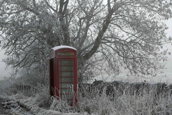 Покрытая инеем телефонная будка стоит под деревом в Ньюхейвене, Англия.
