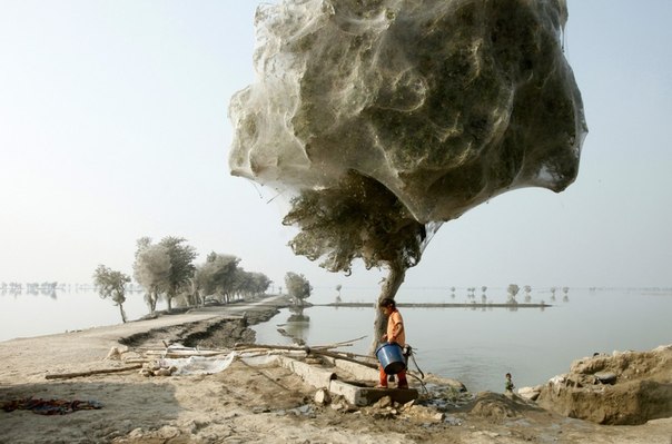 Этот неожиданный побочный эффект наводнения 2010 года наблюдался в некоторых районах провинции Синд в Пакистане. Миллионы пауков спрятались на деревьях, спасаясь от прибывающих паводковых вод. Воды сходили очень медленно, и за это время пауки так оплели деревья, что они стали похожи на коконы. Местные жители никогда не видели ничего подобного, но отметили, что в окрестностях стало меньше комаров. Отсутствие комаров стало небольшим утешением для людей, которые потеряли всё своё имущество в результате наводнения.