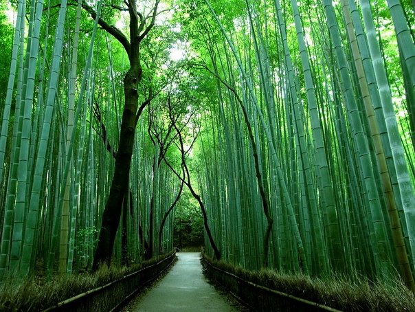 Бамбуковая роща в Киото, Япония