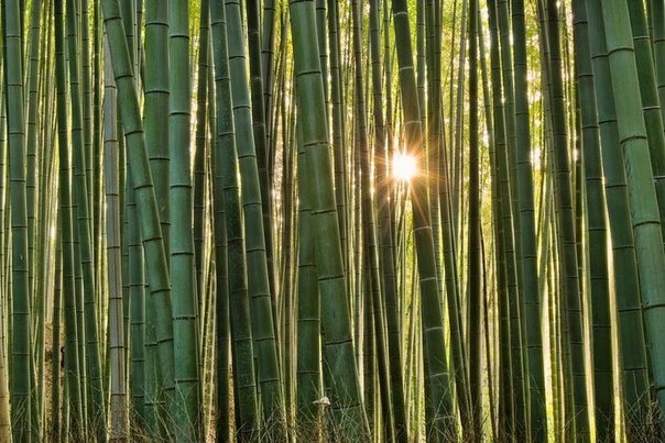 Бамбуковая роща в Киото, Япония