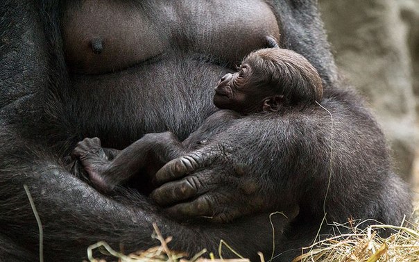 Новорожденный детеныш западной равнинной гориллы. Смотрители зоопарка Буффало не смогли подобраться достаточно близко к детенышу, чтобы определить его пол, но они считают, что это девочка. Отцом стал 26-летний самец по имени Кога