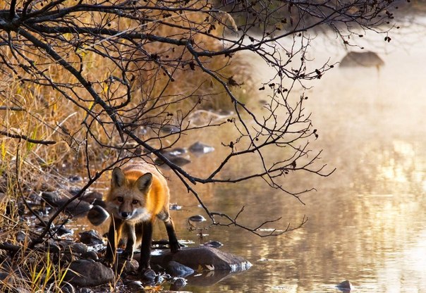 Холодным туманным утром любопытная лиса встретила фотографа на берегу реки Фламбо, недалеко от Ледисмит, штат Висконсин.