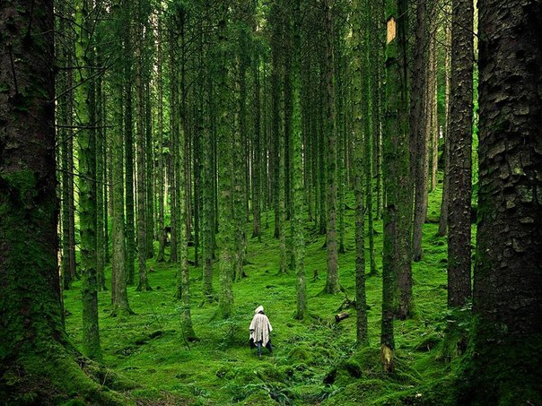 Одинокий человек, идущий по лесу в горах, Шотландия