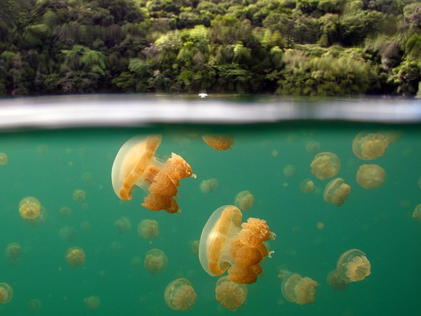 Медузное озеро: подводное царство медуз
