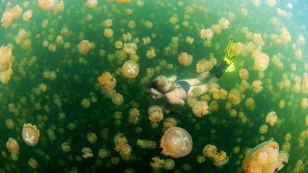 Медузное озеро: подводное царство медуз