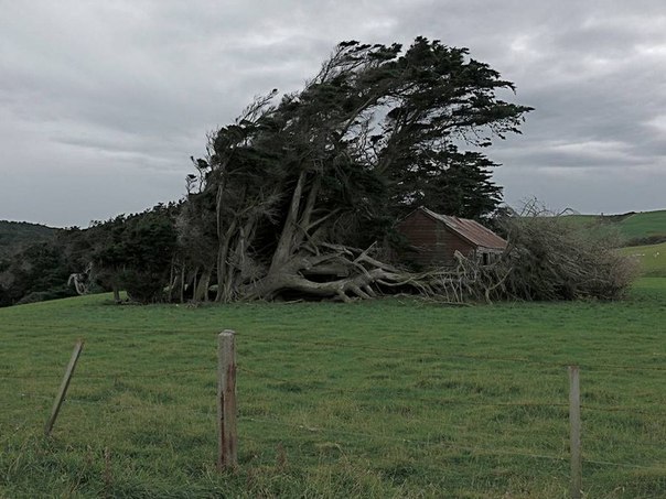 Кривые деревья Наклонного мыса в Новой Зеландии