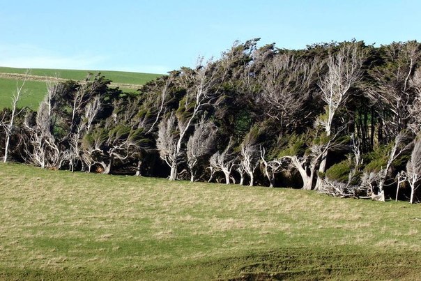 Кривые деревья Наклонного мыса в Новой Зеландии