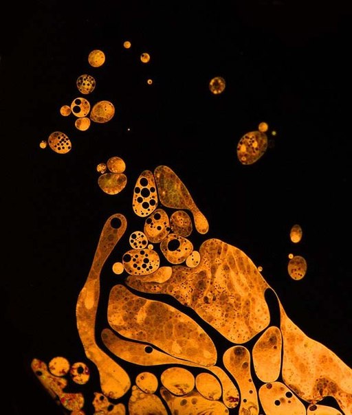 Мыльные пузыри под микроскопом  