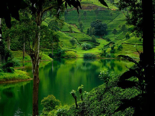Чайные плантации Нувара Элия, Шри-Ланка.