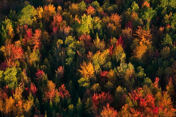 Осенние краски в штате Мэн, Новая Англия, США.