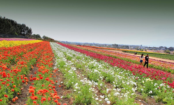 Цветочные поля в Калифорнии, США.