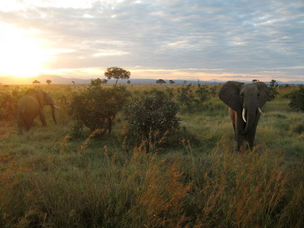 Слоны, Танзания.